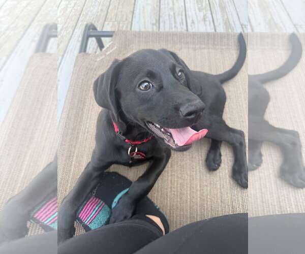 Medium Photo #2 Labrador Retriever-Unknown Mix Puppy For Sale in Wakefield, RI, USA