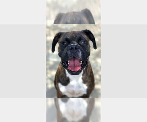 Boxer Dogs for adoption in Austin, TX, USA