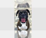 Small Boxer