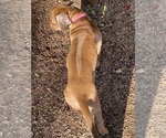 Small Photo #29 Rhodesian Ridgeback Puppy For Sale in KELLER, TX, USA