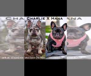 Father of the French Bulldog puppies born on 04/21/2022