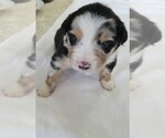 Small Photo #5 Australian Shepherd Puppy For Sale in ERDA, UT, USA