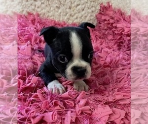Boston Terrier Puppy for sale in CRKD RVR RNCH, OR, USA