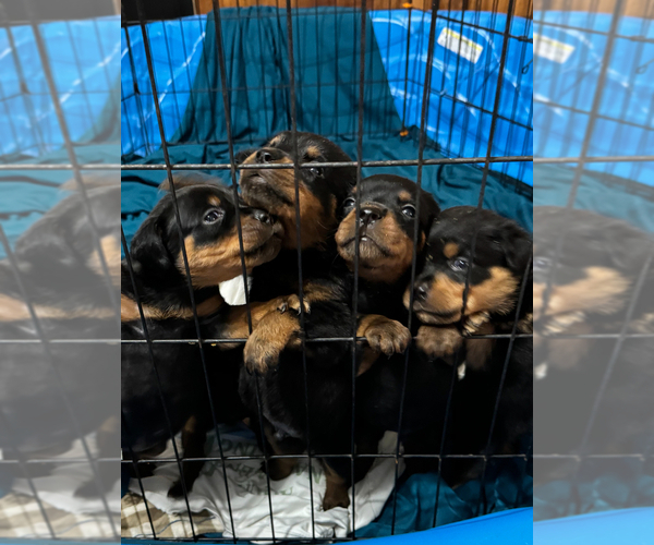 Medium Photo #2 Rottweiler Puppy For Sale in HOWEY IN THE HILLS, FL, USA
