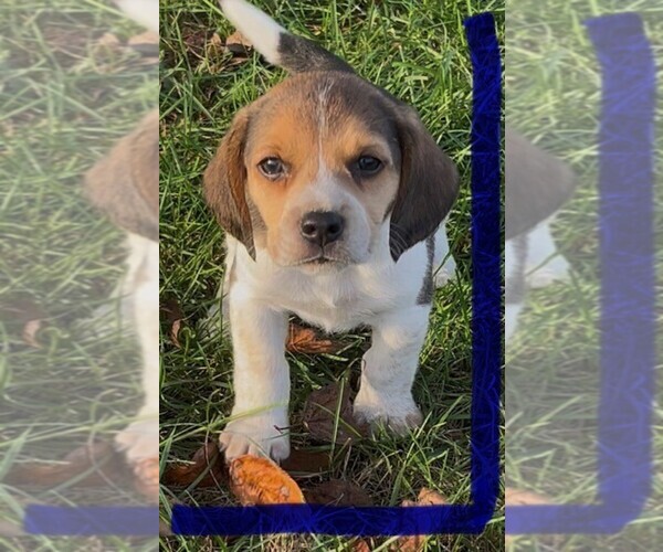 Medium Photo #1 Beagle Puppy For Sale in MINERAL POINT, WI, USA