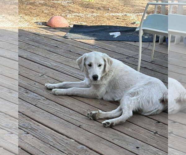 Medium Photo #3 - Mix Puppy For Sale in MIDWAY, UT, USA