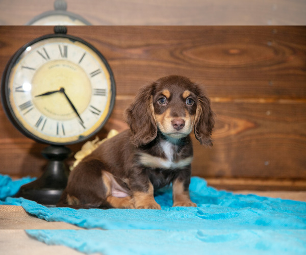 Medium Photo #2 Dachshund Puppy For Sale in WAKARUSA, IN, USA