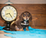 Small #1 Dachshund