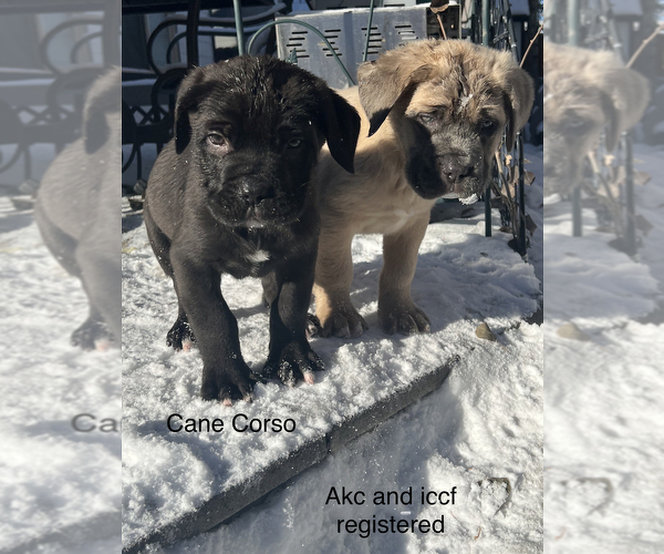 Medium Photo #6 Cane Corso Puppy For Sale in SEBASTOPOL, CA, USA