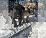 Small Photo #6 Cane Corso Puppy For Sale in SEBASTOPOL, CA, USA
