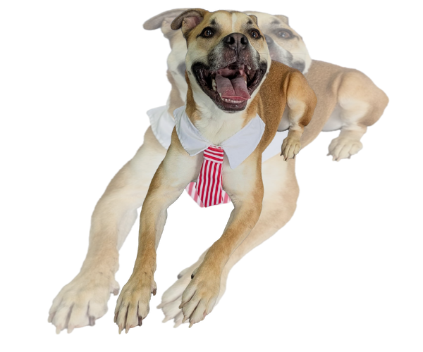 Medium Photo #3 Boxer-Unknown Mix Puppy For Sale in The Woodlands, TX, USA