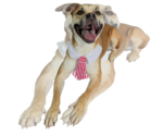 Small #2 Boxer Mix