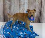 Small #3 Mutt