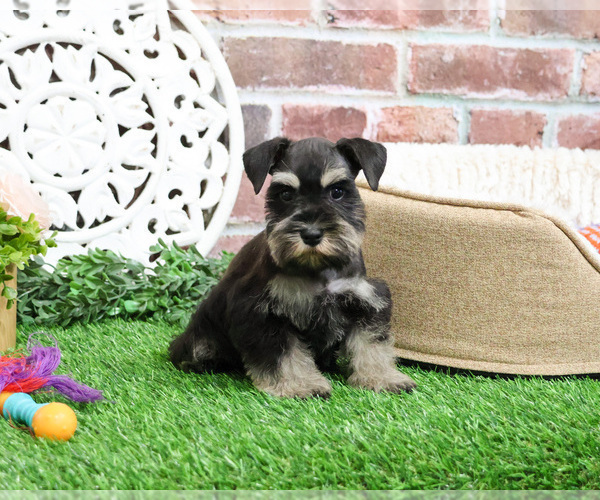 Medium Photo #8 Schnauzer (Miniature) Puppy For Sale in SYRACUSE, IN, USA