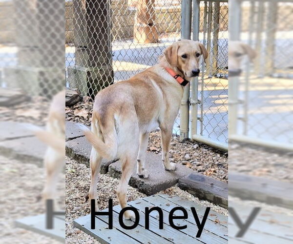 Medium Photo #3 Golden Retriever-Unknown Mix Puppy For Sale in Mountain View, AR, USA