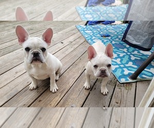French Bulldog Puppy for sale in LAFAYETTE, IN, USA