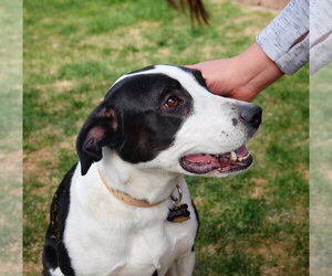 Orbit - Female Border Collie-Unknown Mix Dog for Adoption - Photo #3