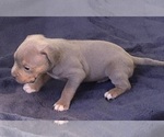 Small #3 American Bully