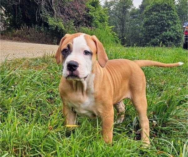 Medium Photo #6 Alapaha Blue Blood Bulldog Puppy For Sale in SHELOCTA, PA, USA