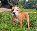 Small #5 Alapaha Blue Blood Bulldog