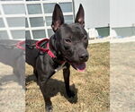 Small American Pit Bull Terrier