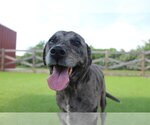 Small #3 Catahoula Leopard Dog