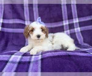 Cavapoo (Miniature) Puppy for sale in LAKELAND, FL, USA