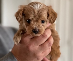 Havanese Puppy for sale in GREER, SC, USA