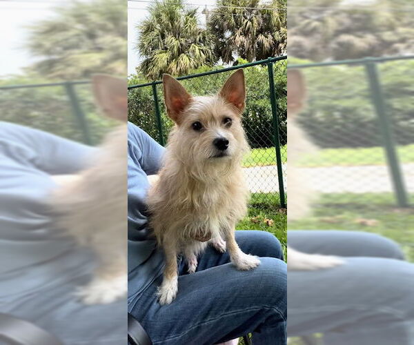 Medium Photo #5 Mutt Puppy For Sale in Weston, FL, USA
