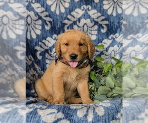 Golden Retriever Puppy for sale in CHRISTIANA, PA, USA