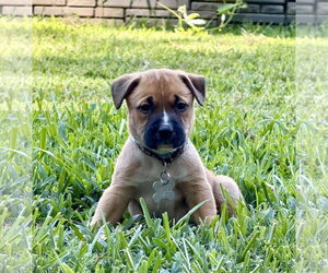 American Pit Bull Terrier-Black Mouth Cur Mix Dogs for adoption in Holly Springs, NC, USA