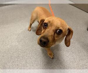 Doxle Dogs for adoption in Orange, CA, USA