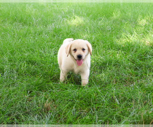 Labrador Retriever Puppy for sale in SYRACUSE, IN, USA
