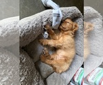 Small #11 Cavalier King Charles Spaniel
