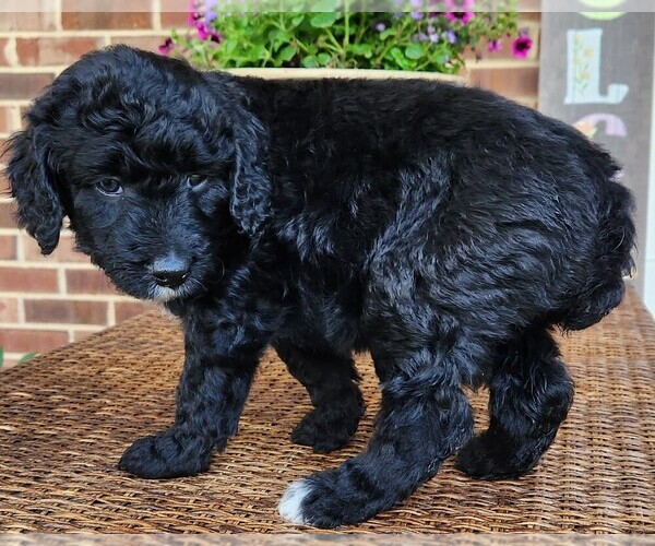 Medium Photo #10 Aussiedoodle Puppy For Sale in COLUMBIA, TN, USA