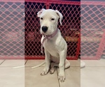 Small Photo #5 Dogo Argentino Puppy For Sale in DORAL, FL, USA