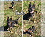Ricardo - Male Gerberian Shepsky Dog for Adoption - Small photo