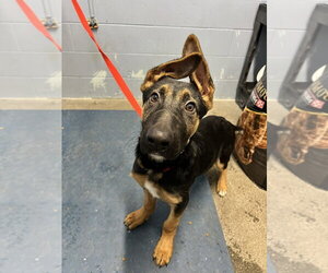 German Shepherd Dog Dogs for adoption in Modesto, CA, USA