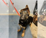 Small German Shepherd Dog