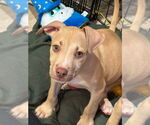 Small #1 American Pit Bull Terrier-American Staffordshire Terrier Mix