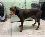 Small Doberman Pinscher Mix