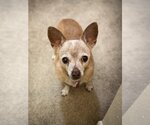 Small Photo #1 Chihuahua Puppy For Sale in Phoenix, AZ, USA