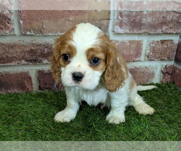 Medium Photo #13 Cavalier King Charles Spaniel Puppy For Sale in MOBERLY, MO, USA