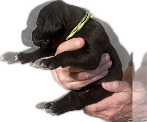 Medium Photo #4 Great Dane Puppy For Sale in WILLIS, TX, USA