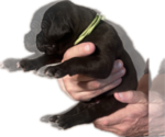 Small Photo #38 Great Dane Puppy For Sale in WILLIS, TX, USA