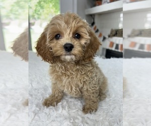 Cavapoo Puppy for sale in INDIANAPOLIS, IN, USA
