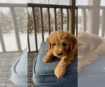 Small Photo #23 Goldendoodle (Miniature) Puppy For Sale in RANDOLPH, WI, USA