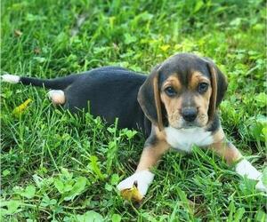 Beagle Puppy for sale in APPOMATTOX, VA, USA