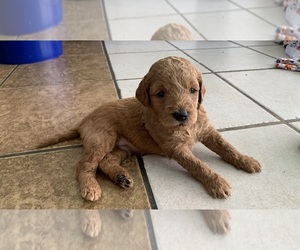 Goldendoodle (Miniature) Puppy for sale in VISALIA, CA, USA