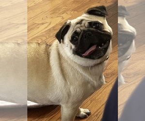 Pug Dogs for adoption in ROANOKE, VA, USA